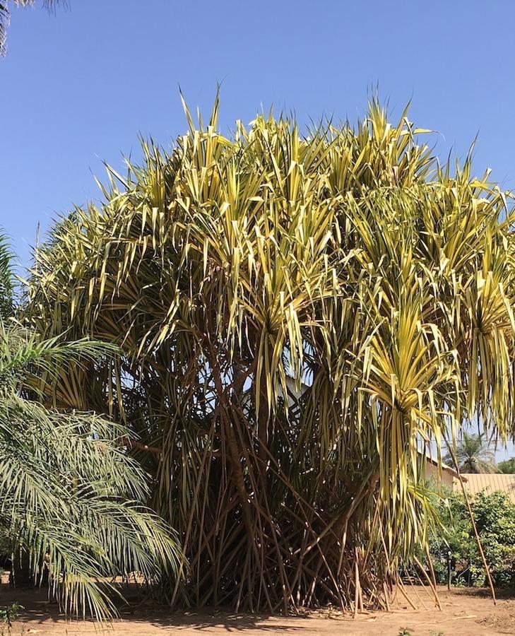 Les Maisons De Marco Senegal - B&B Cap Skirring Dış mekan fotoğraf